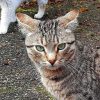 Kater Willy