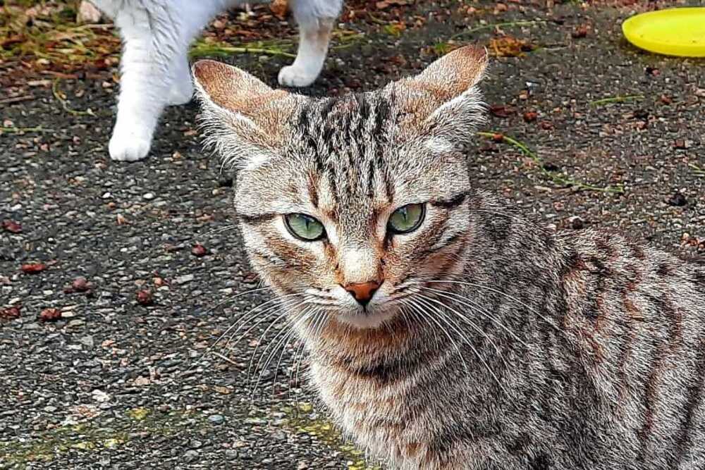 Kater Willy