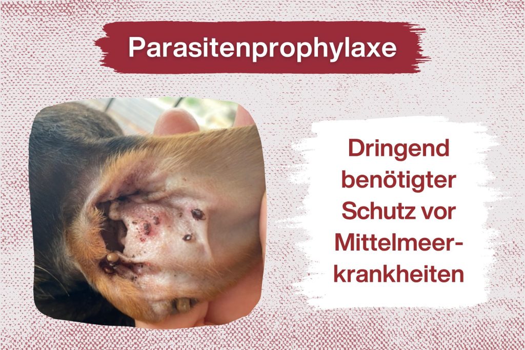 Schützt unsere Hunde – Helft bei der Parasitenprophylaxe!