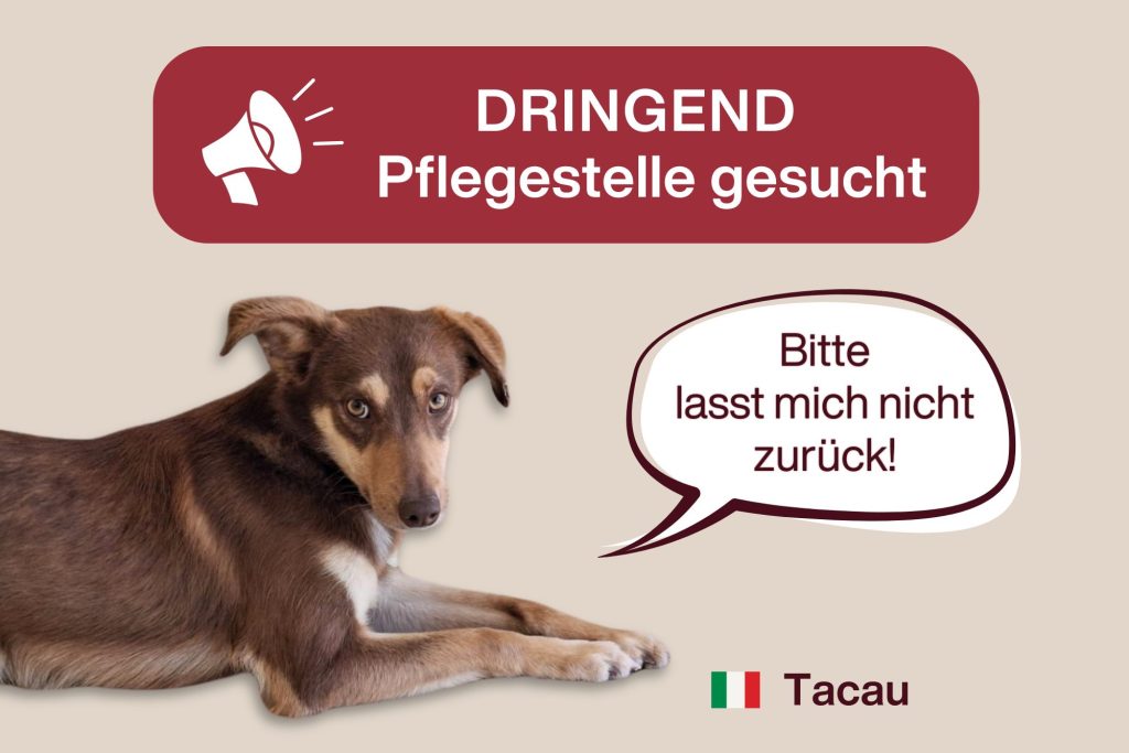 SOS für Tacau: Dringend Pflegestelle / Zuhause gesucht
