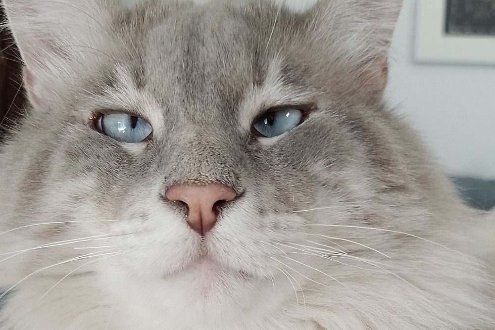 Kater Valentino