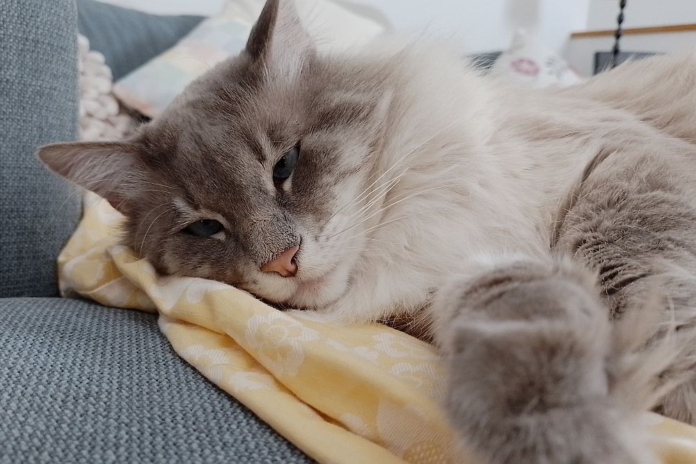 Kater Valentino