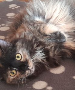Katze Billie