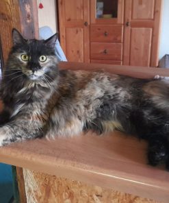 Katze Billie