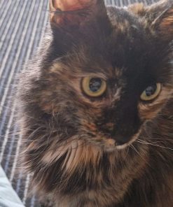 Katze Billie