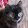 Katze Billie