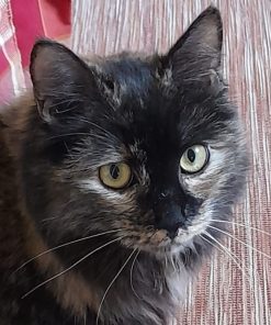 Katze Billie