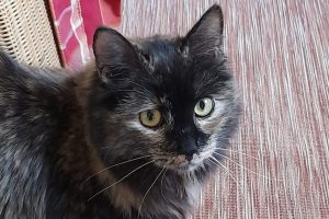 Katze Billie