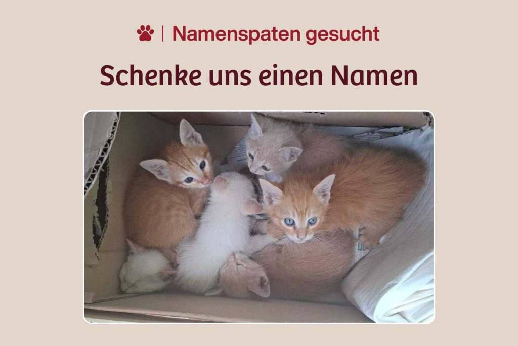 7 Kitten