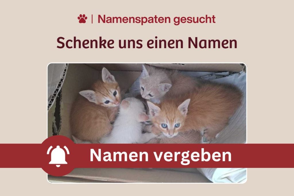 Unsere Kitten sagen „Mille Grazie“