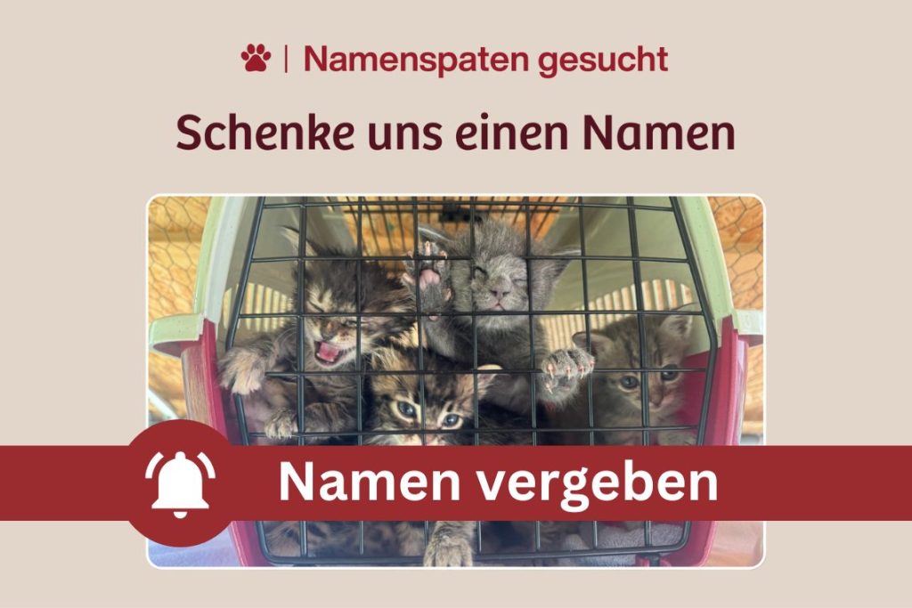 Unsere Kitten sagen „Mille Grazie“