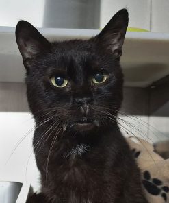 Kater Piripicchio