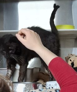 Kater Piripicchio