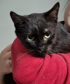 Kater Piripicchio
