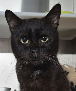 Kater Piripicchio