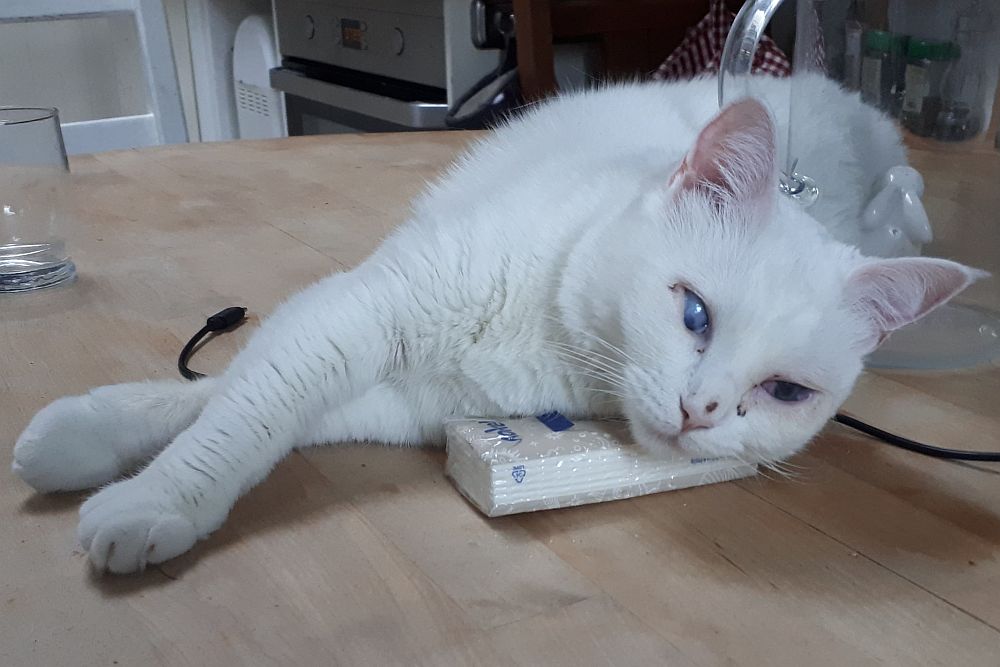 Katze Mia