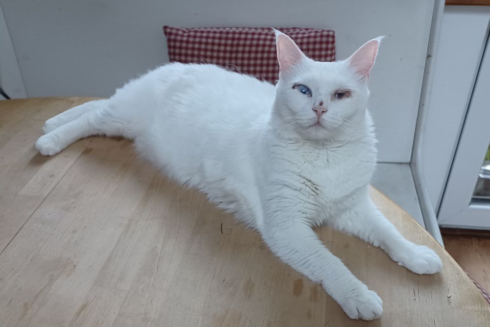 Katze Mia