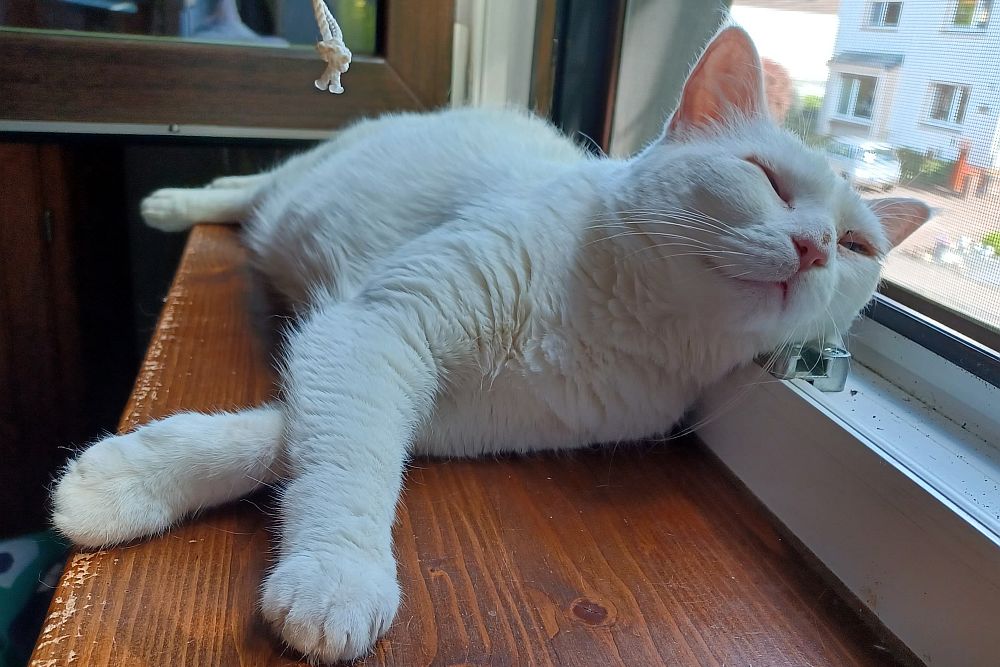 Katze Mia