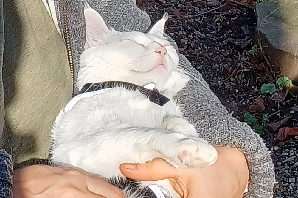 Katze Mia