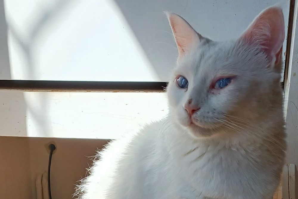 Katze Mia