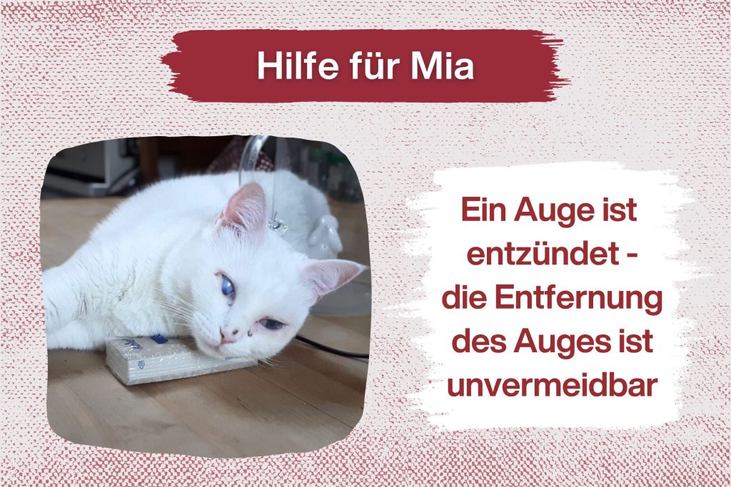 Katze Mia