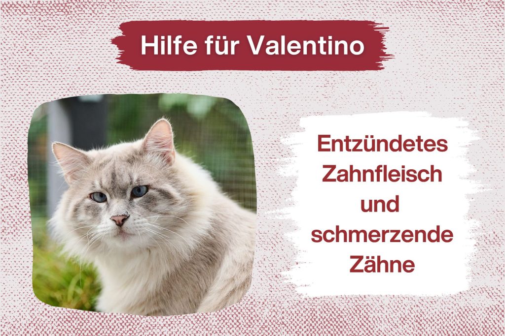 Valentino – Er braucht Deine Unterstützung!