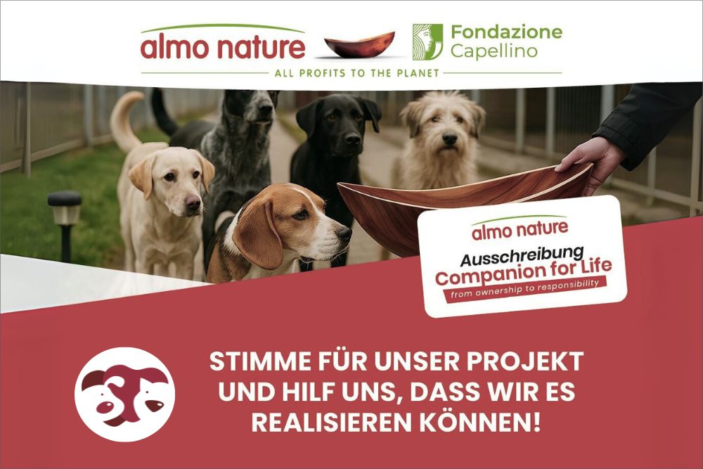 Deine Stimme zählt – jetzt abstimmen und Hunden helfen!