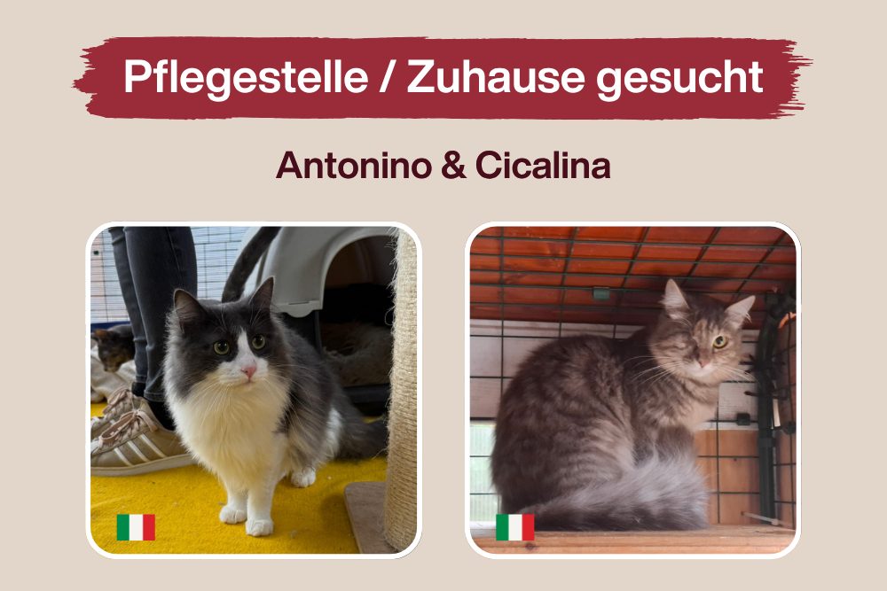 Antonino und Cicalina