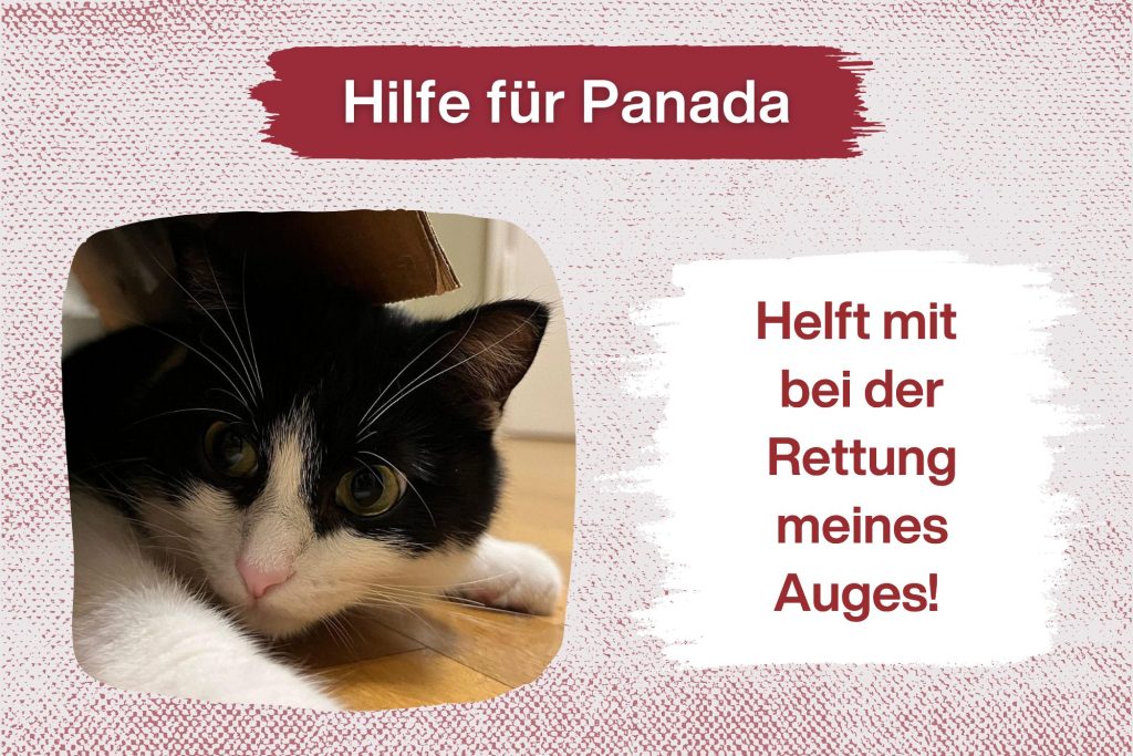 Augen auf für die freundliche Panada!