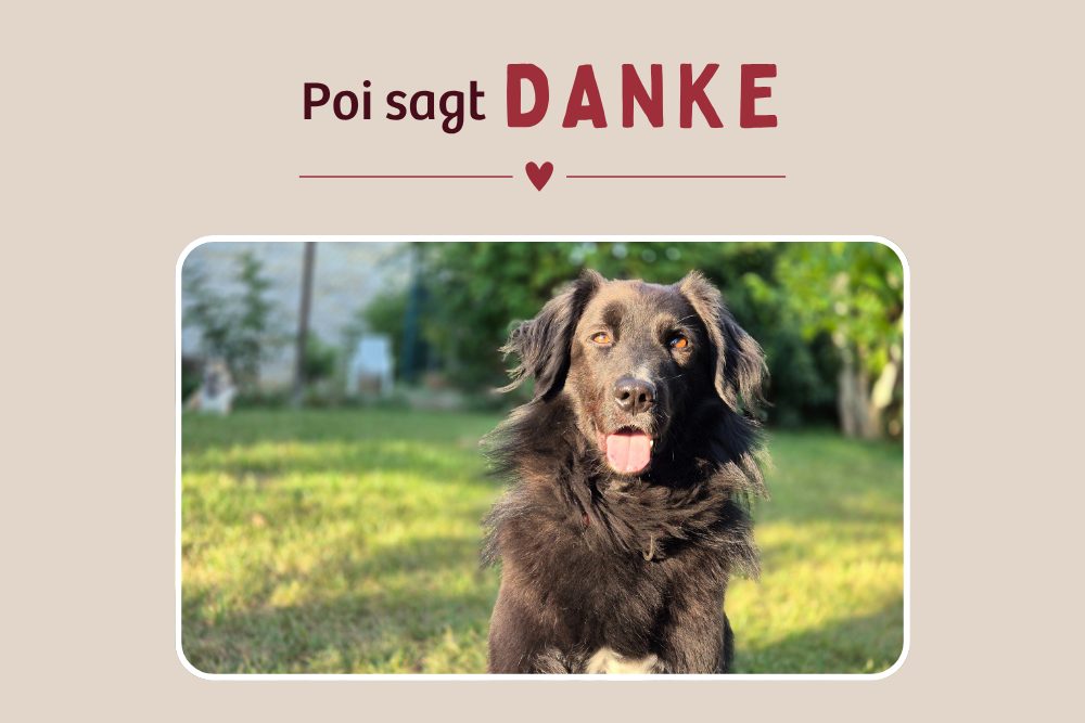 1000 Euro, 1000 Dank – Poi dankt mit einem neuen Lächeln!