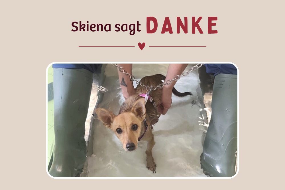 Skiena – Ein kleines Wunder auf vier Pfoten