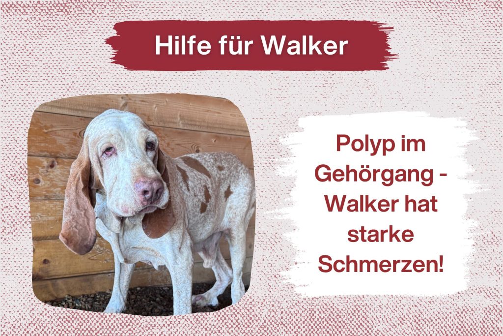 Dringender Aufruf für unseren sanften Bracco Italiano Walker