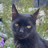 Kater Fortunato