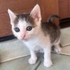 Katze Ines