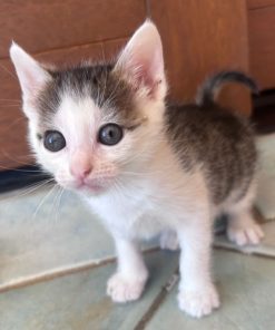 Katze Ines