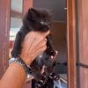 Katze Lulu