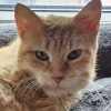 Katze Rossina