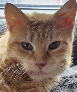 Katze Rossina