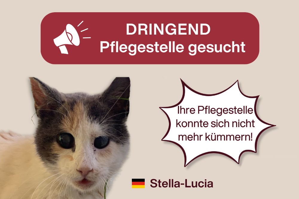 Wer möchte unser Sternchen zurück ins Leben begleiten?