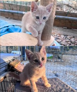 Katzen Soletta und Tigress