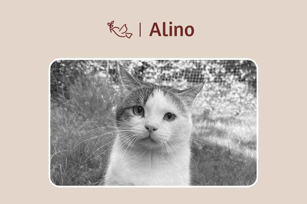 Alino – Kleiner Sonnenschein, der viel zu früh ging