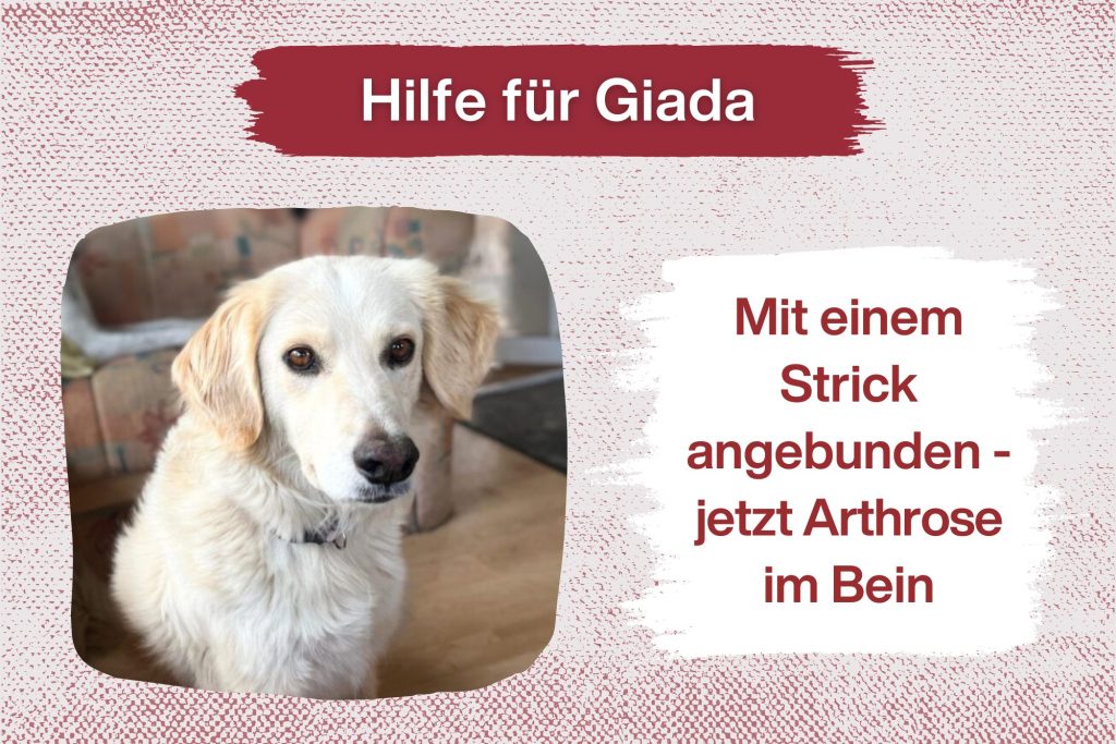 Giada – Ein Herz auf vier Pfoten braucht unsere Hilfe