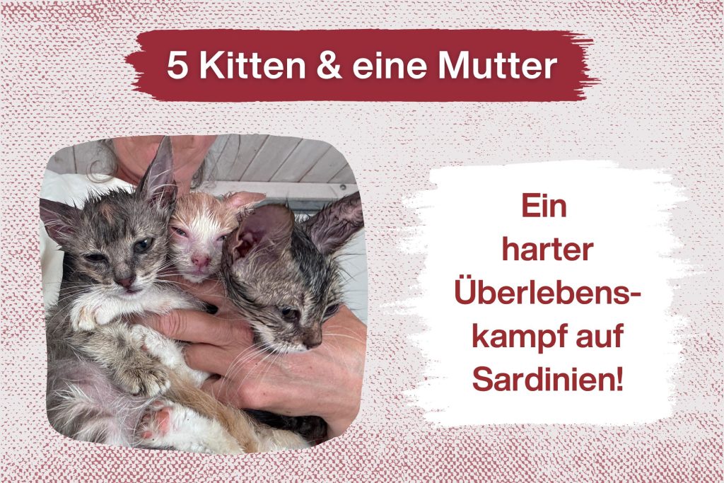 5 Katzenkinder und eine Mutter, die ihr Letztes gegeben hat