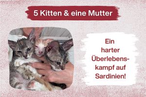 5 Katzenkinder