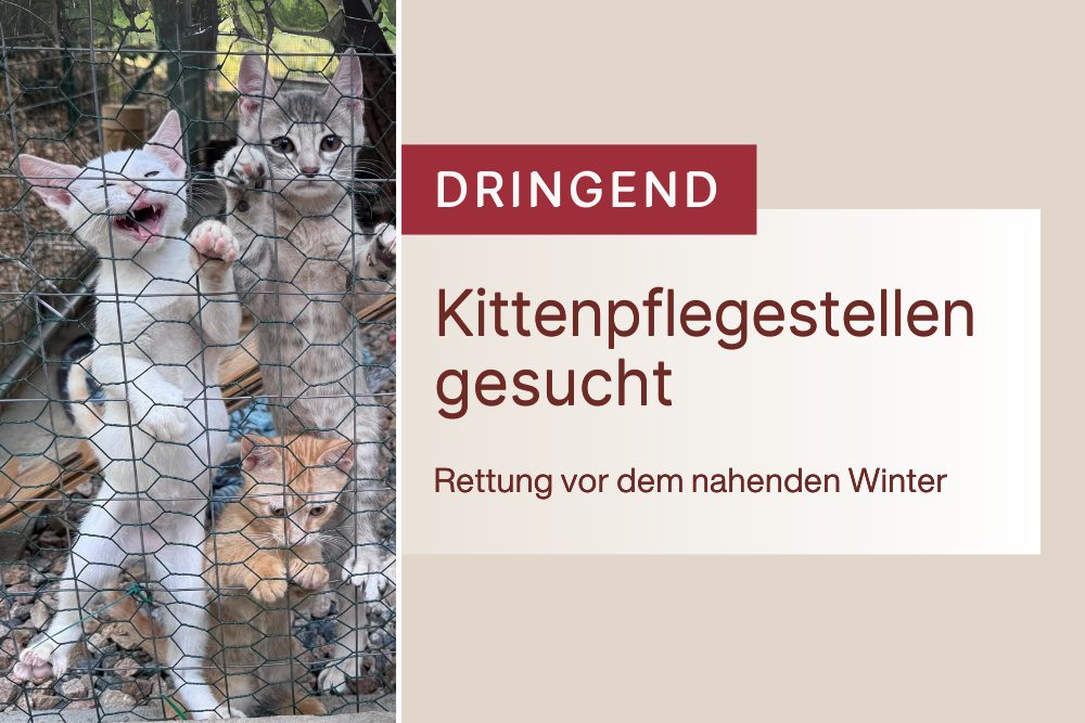 Aufruf: Kittenpflegestellen DRINGEND gesucht