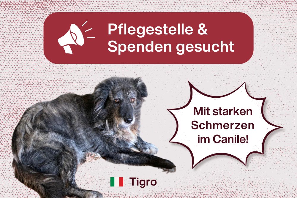 Hilfe für Tigro: Schmerzen lindern, Leben retten!