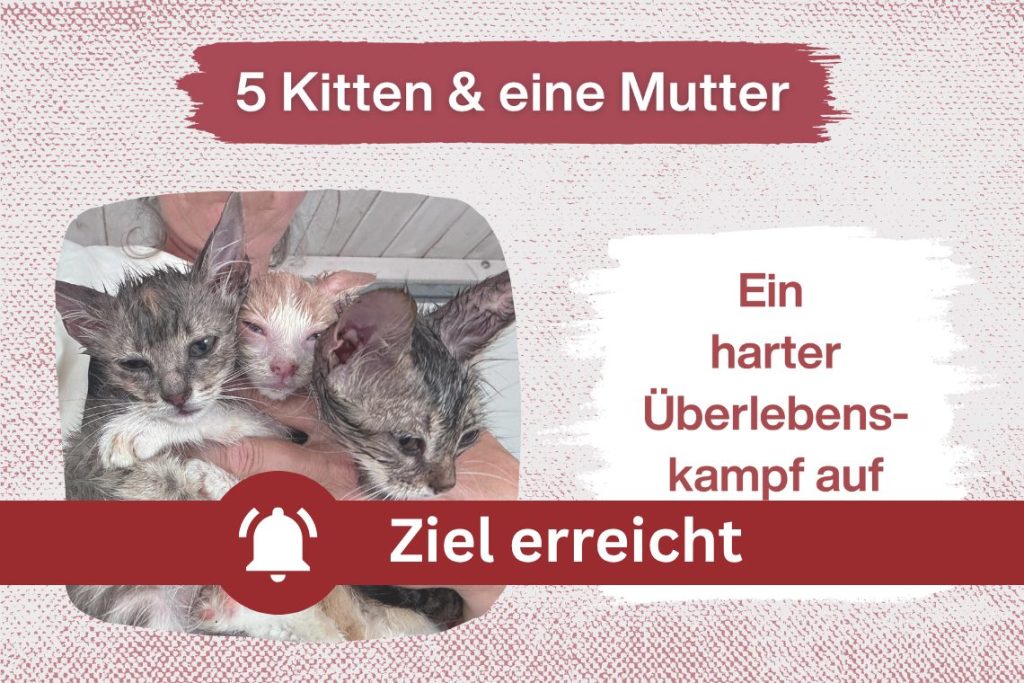 5 Katzenkinder und eine Mutter, die ihr Letztes gegeben hat