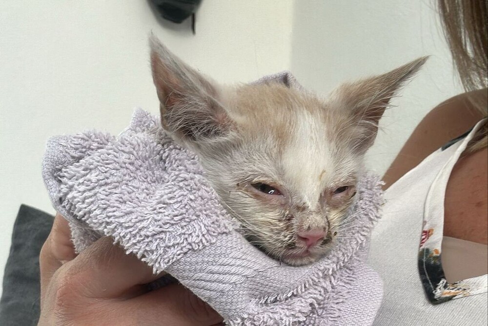 kleine Katzenkinder