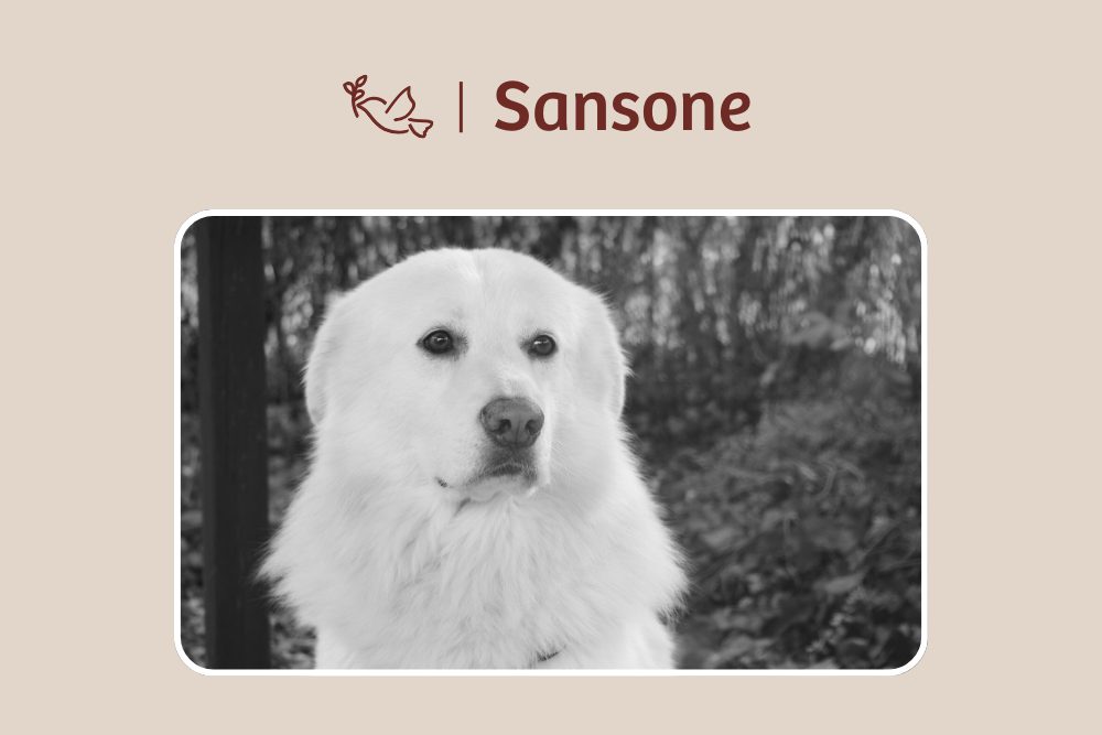 Sansone – Leb wohl, geliebter Eisbär