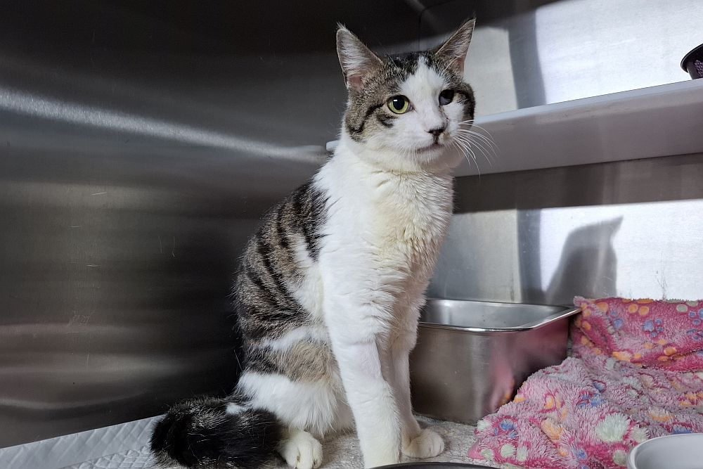 Kater Valentino Gino